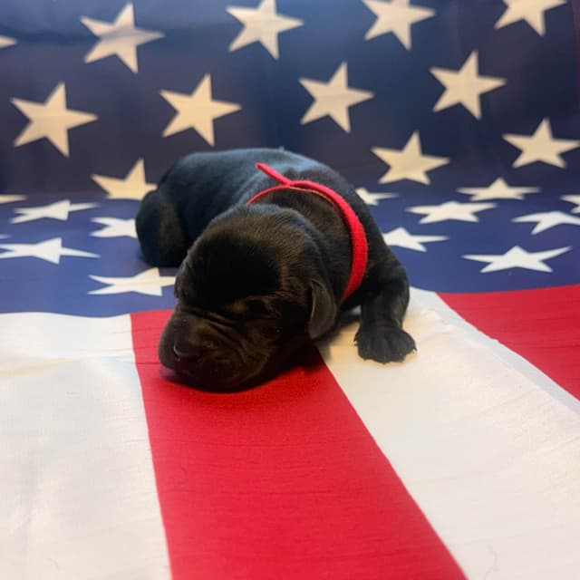 Labrador Retriever Puppies media 2