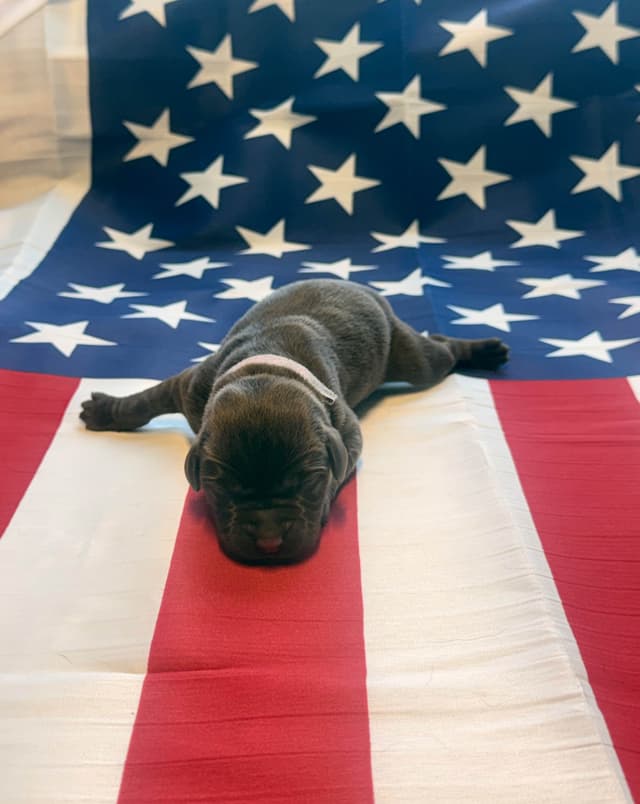 Labrador Retriever Puppies media 7