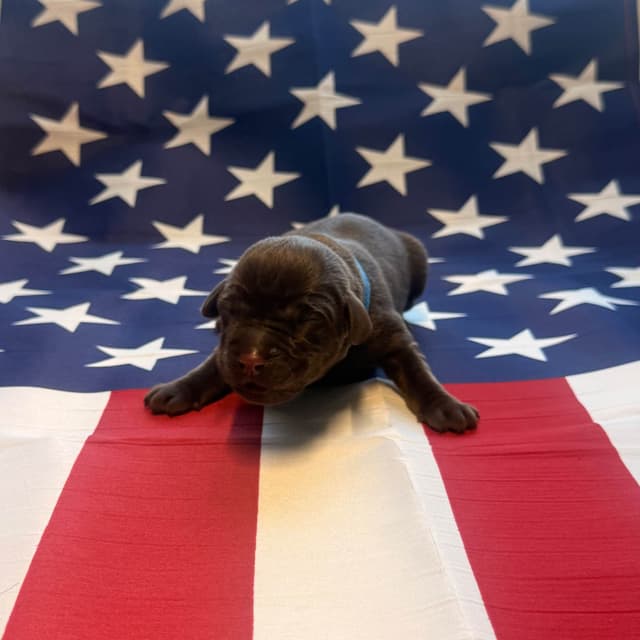 Labrador Retriever Puppies media 8