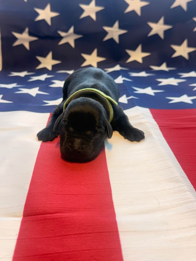 Labrador Retriever Puppies media 9