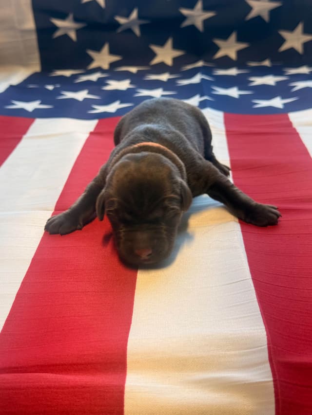 Labrador Retriever Puppies media 10
