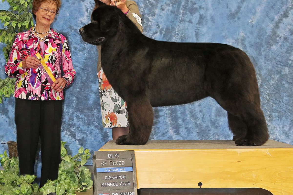 Newfoundland Puppies breeder image 2
