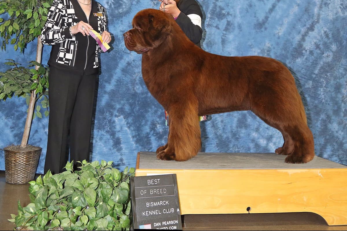 Newfoundland Puppies breeder image 3
