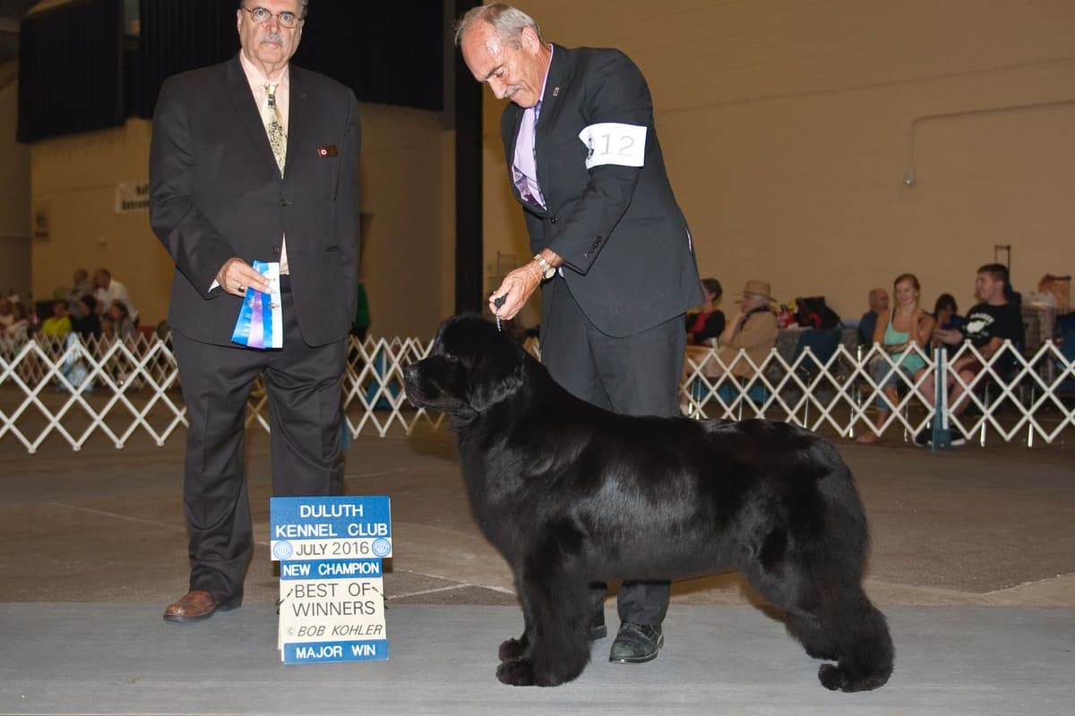 Newfoundland Puppies breeder image 4