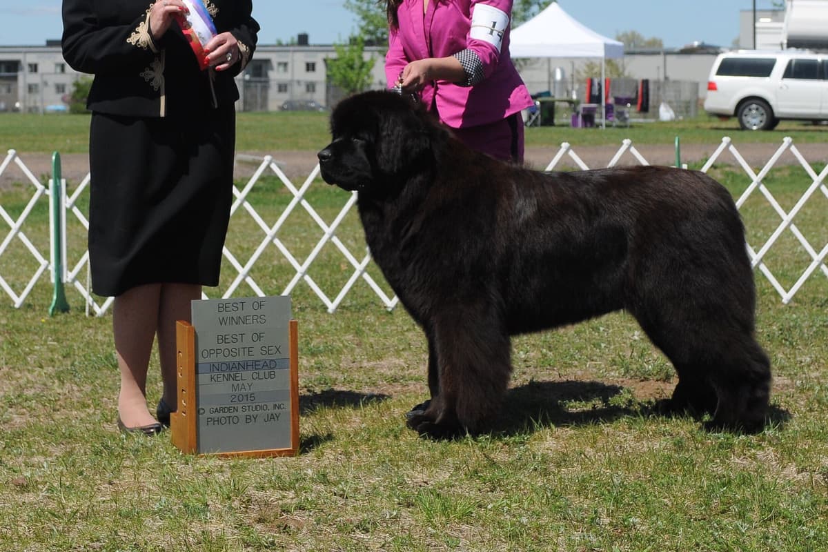 Newfoundland Puppies breeder image 5