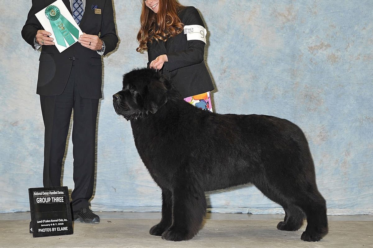 Newfoundland Puppies breeder image 6