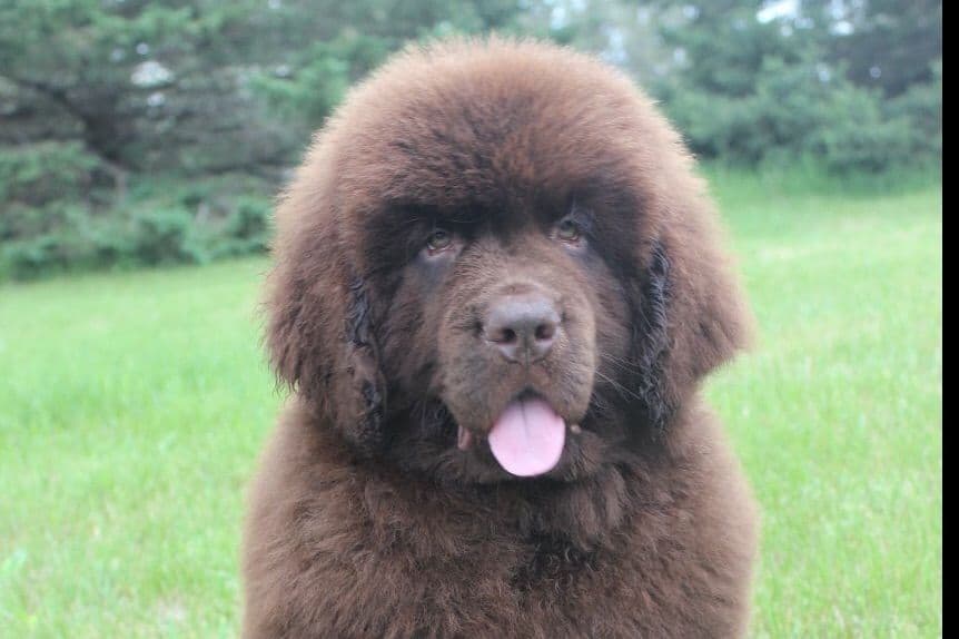 Newfoundland Puppies breeder image 8