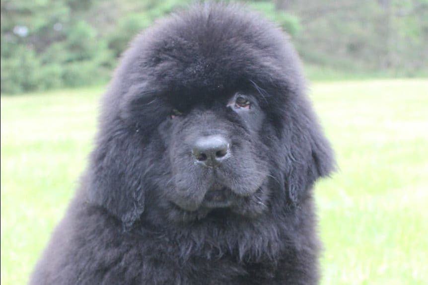 Newfoundland Puppies breeder image 9