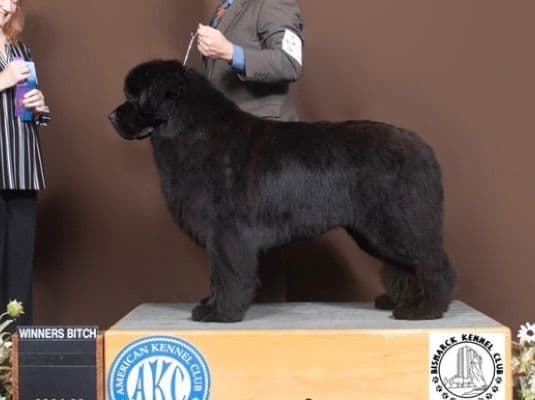 Newfoundland Puppies media 2