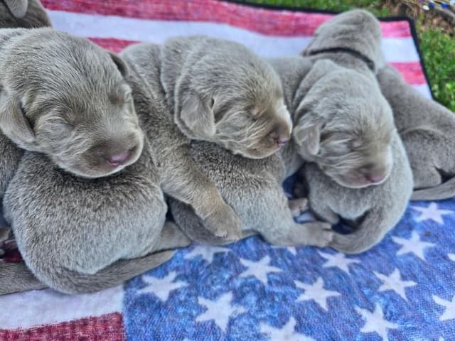 Labrador Retriever Puppies media 2