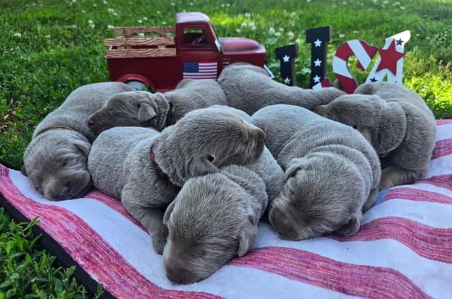 Labrador Retriever Puppies media 3