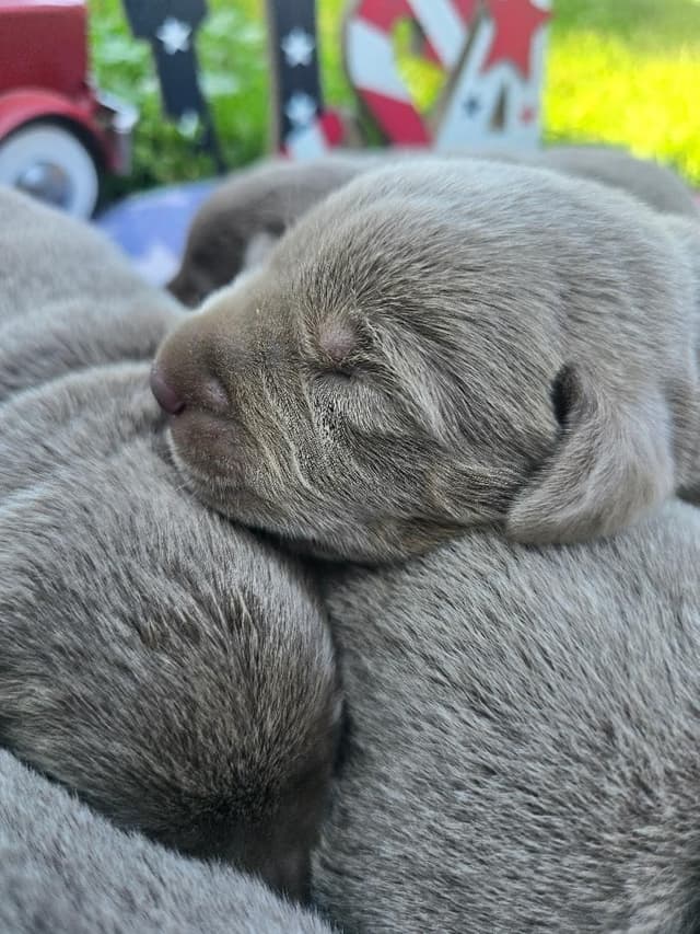 Labrador Retriever Puppies media 4