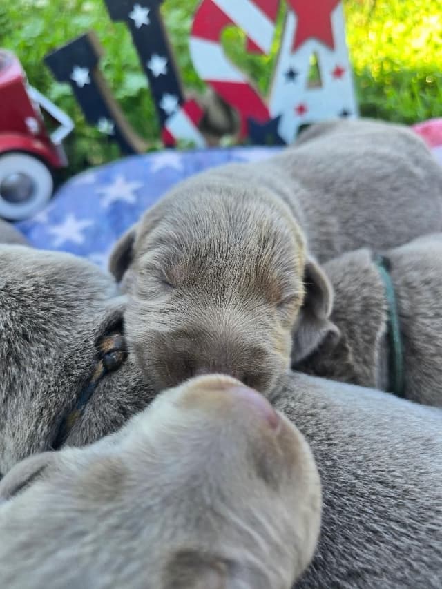 Labrador Retriever Puppies media 5
