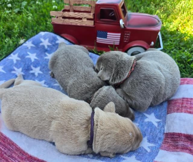 Labrador Retriever Puppies media 6