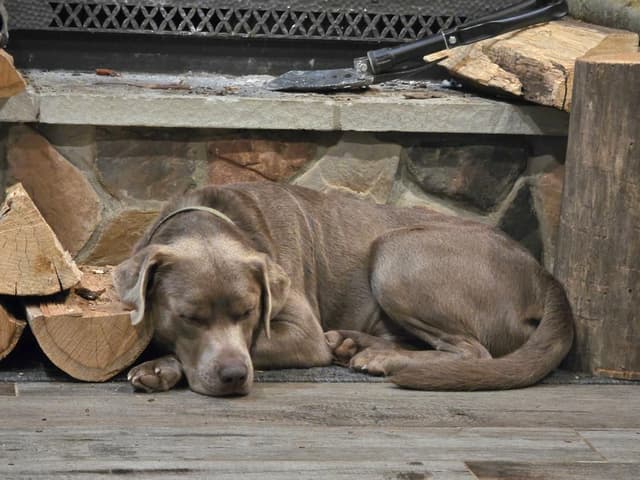 Labrador Retriever Puppies media 11