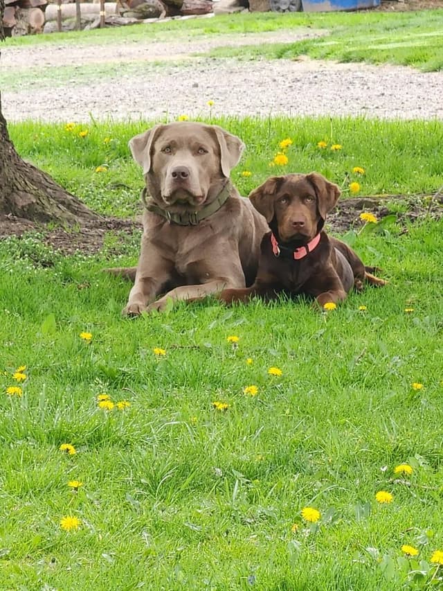 Labrador Retriever Puppies media 12