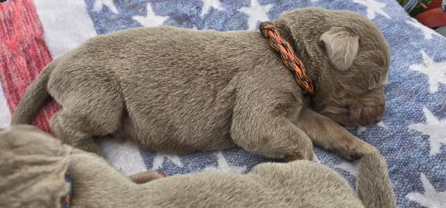 Labrador Retriever Puppies media 3