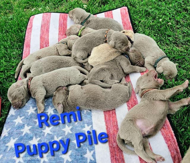 Labrador Retriever Puppies media 5