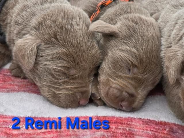 Labrador Retriever Puppies media 6