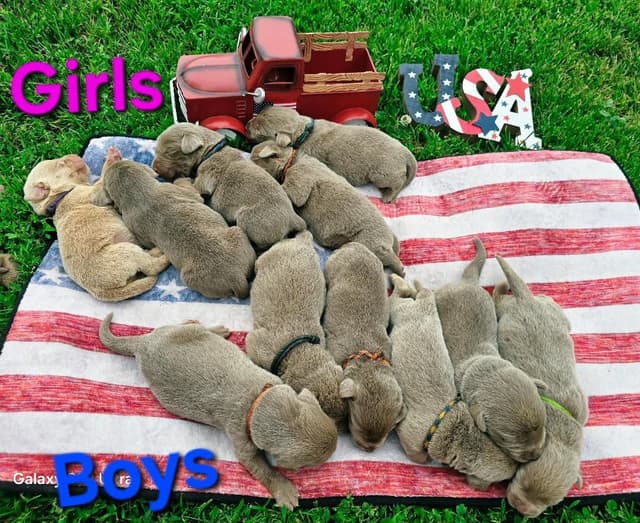 Labrador Retriever Puppies media 8