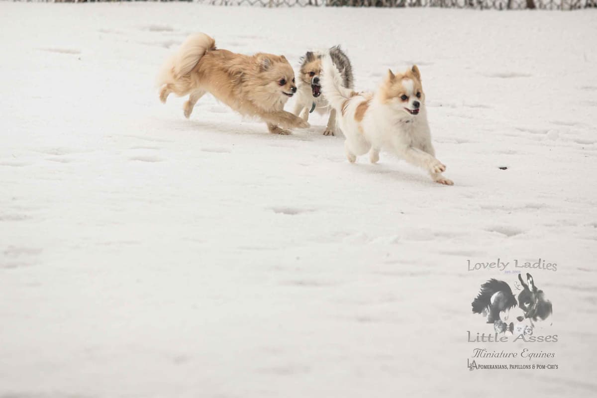Papillon Puppies breeder image 9