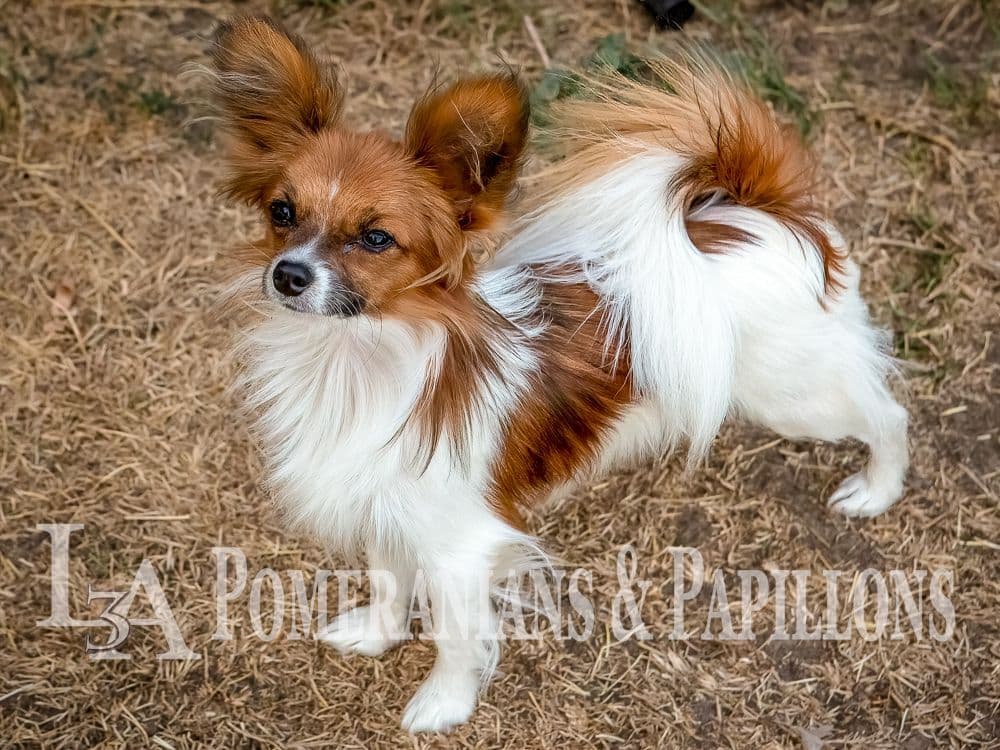 Papillon Puppies breeder image 10