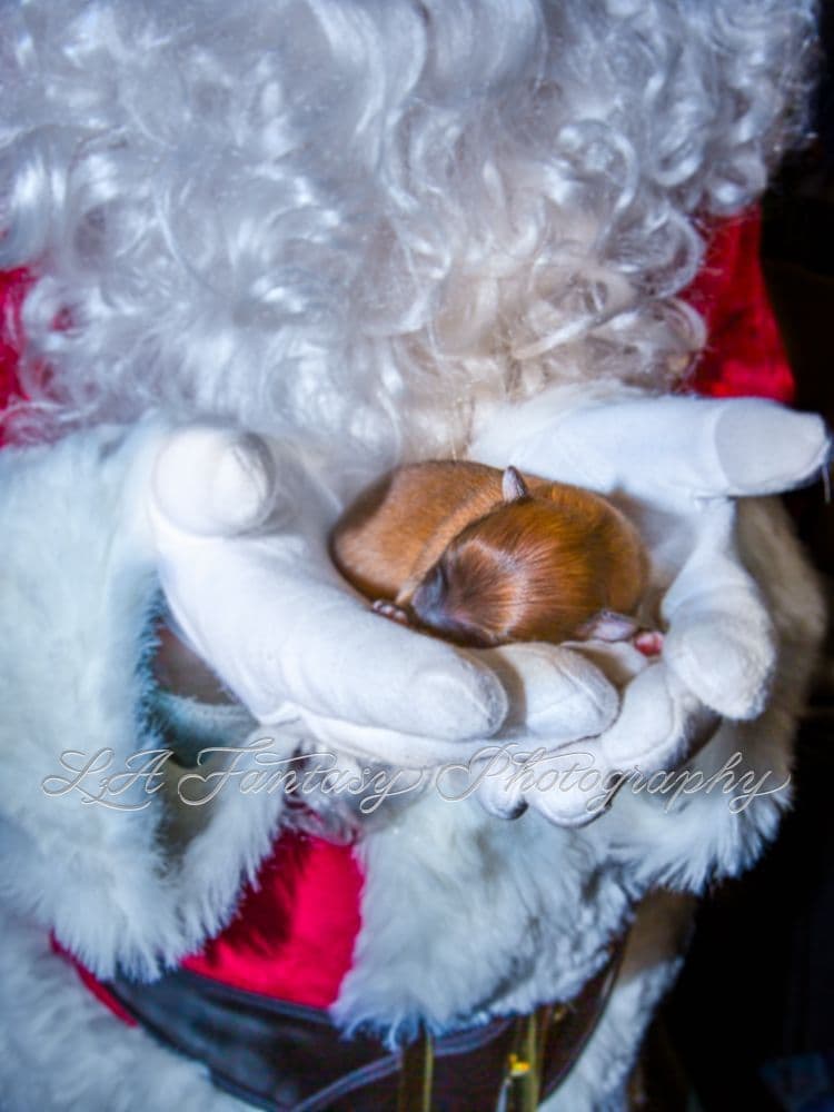 Papillon Puppies breeder image 11