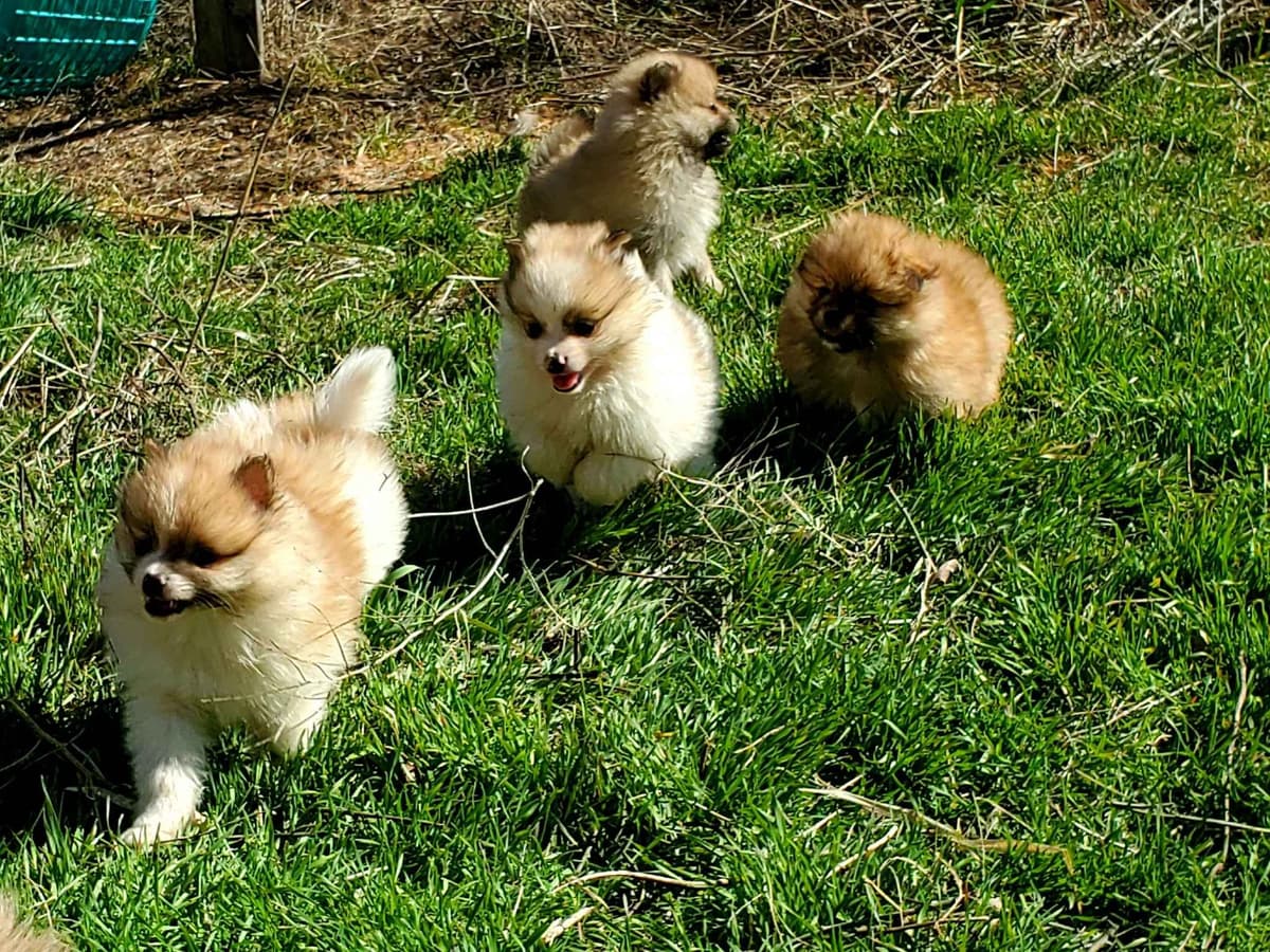 Papillon Puppies breeder image 12