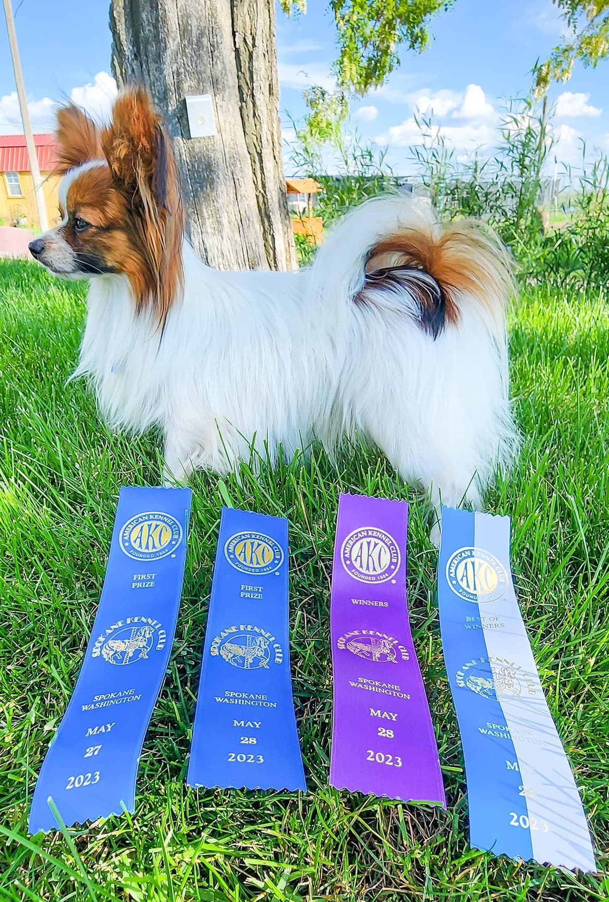 Papillon Puppies breeder image 6