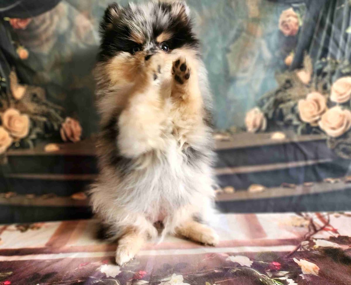 Papillon Puppies breeder image 7