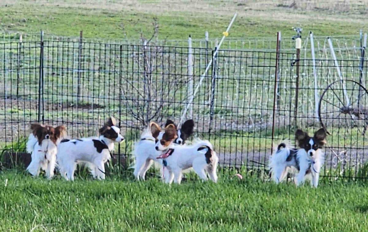 Papillon Puppies breeder image 15