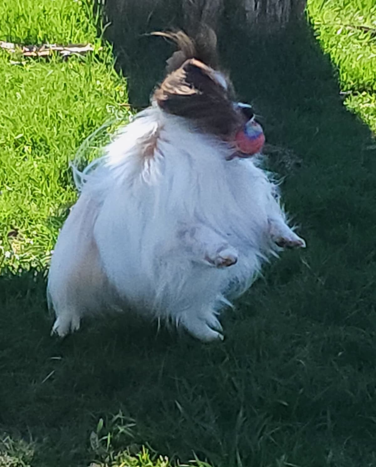 Papillon Puppies breeder image 17