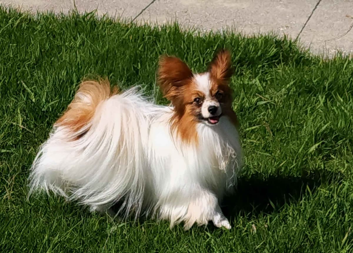 Papillon Puppies breeder image 16