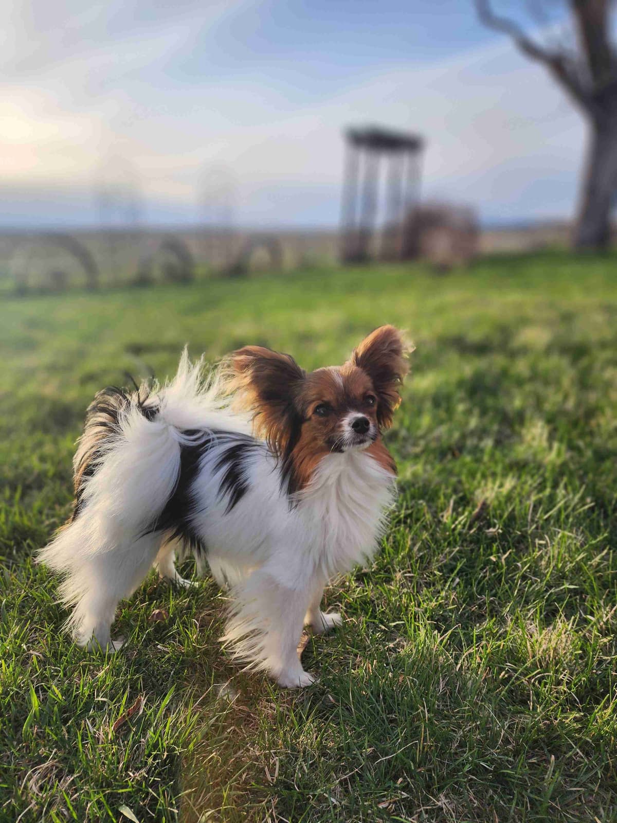 Papillon Puppies breeder image 18