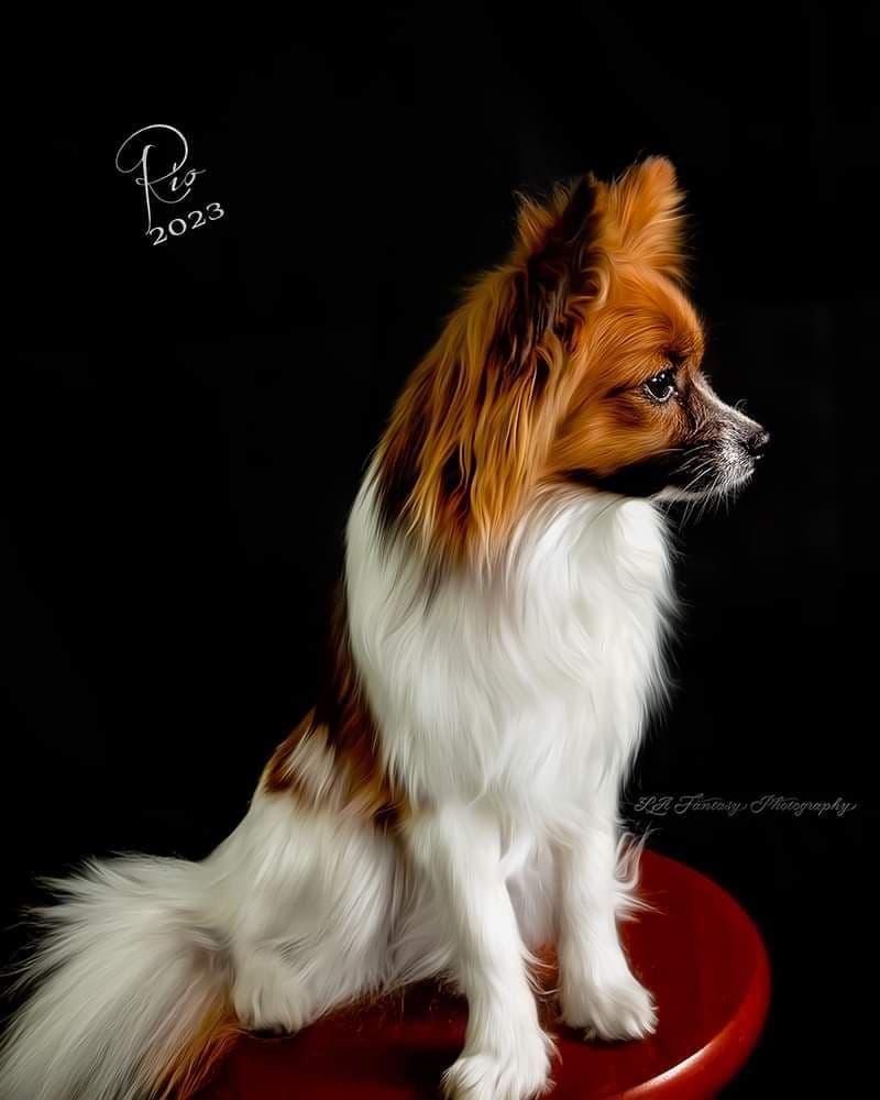 Papillon Puppies breeder image 21
