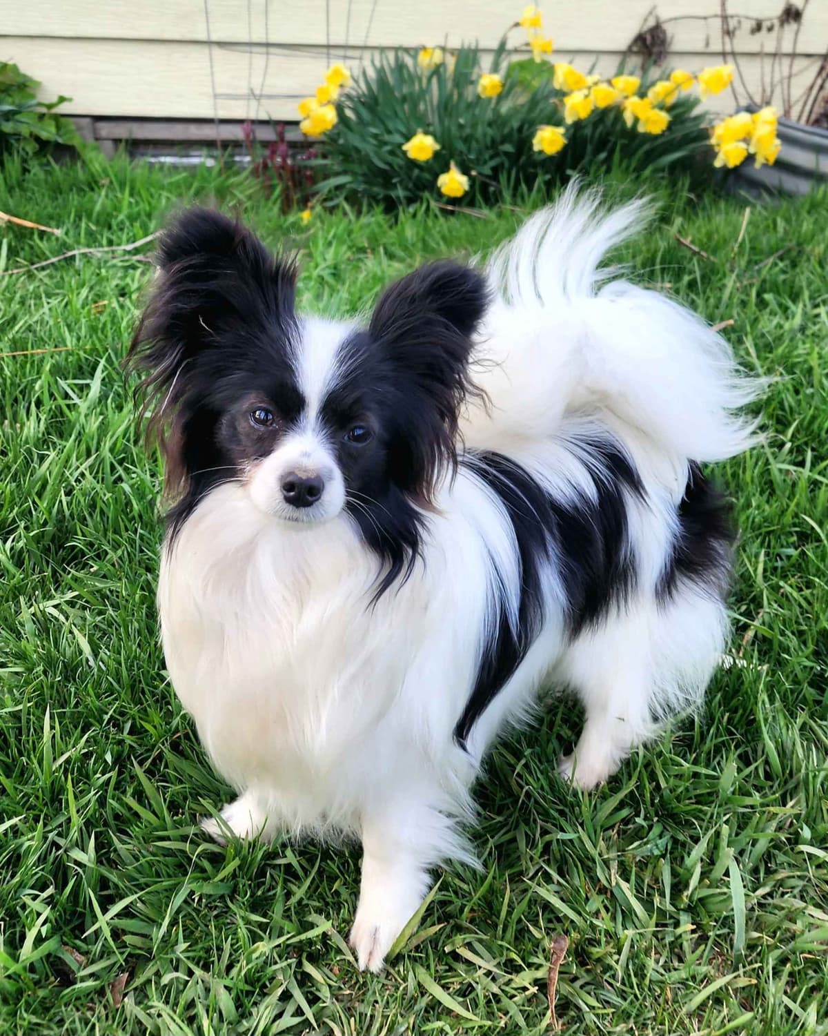 Papillon Puppies breeder image 8