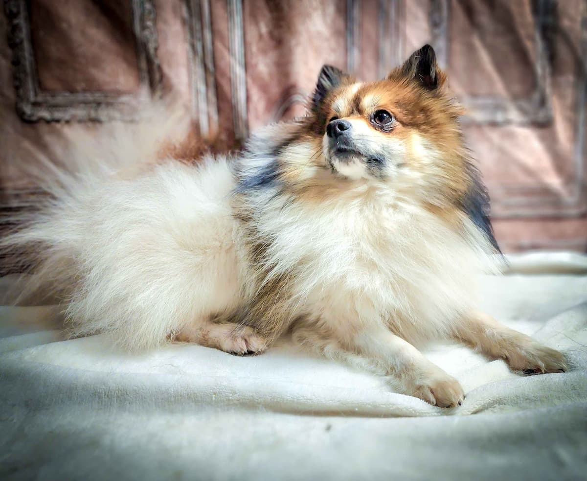 Papillon Puppies breeder image 23