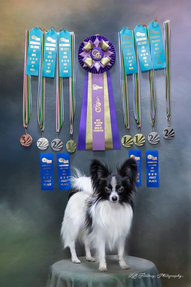 Papillon Puppies breeder image 26