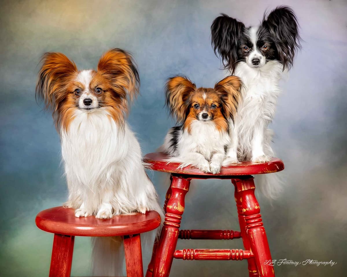 Papillon Puppies breeder image 27