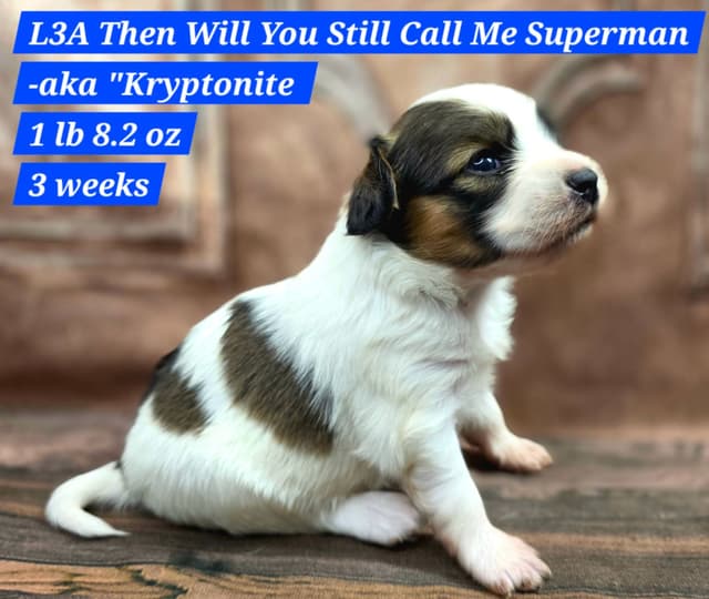 Papillon Puppies media 7