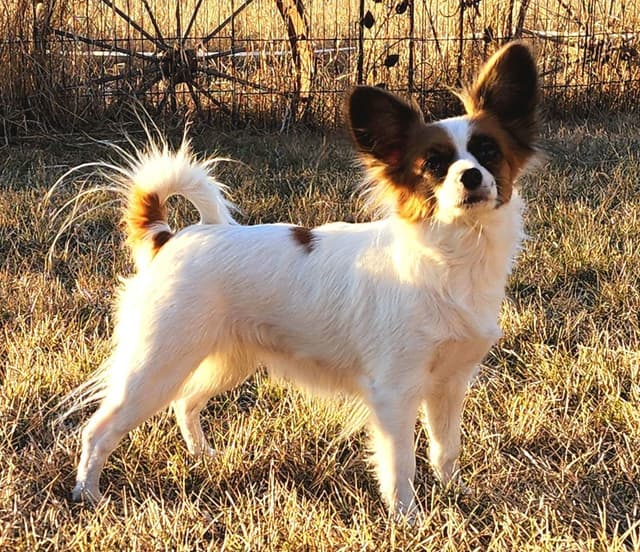 Papillon Puppies media 13