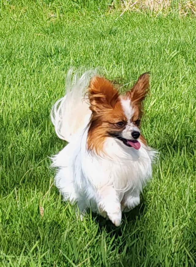Papillon Puppies media 14
