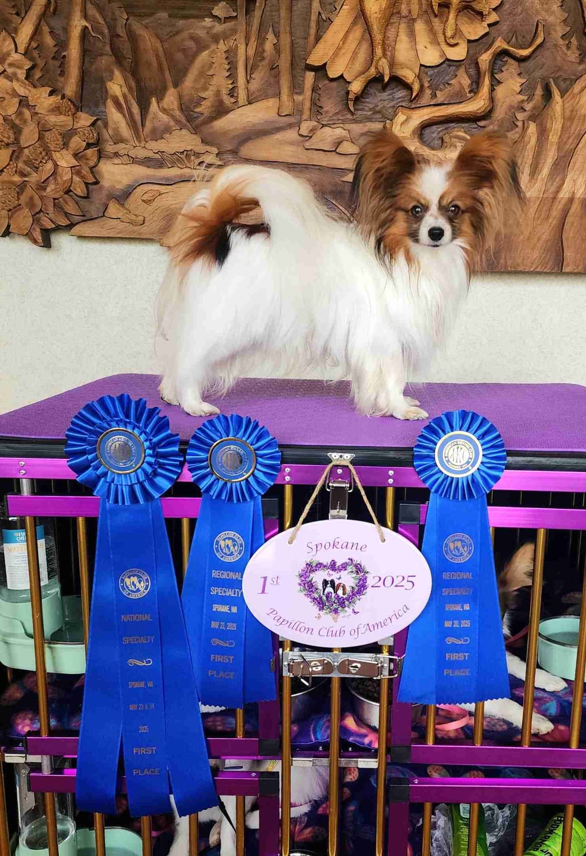 Papillon Puppies breeder image 5