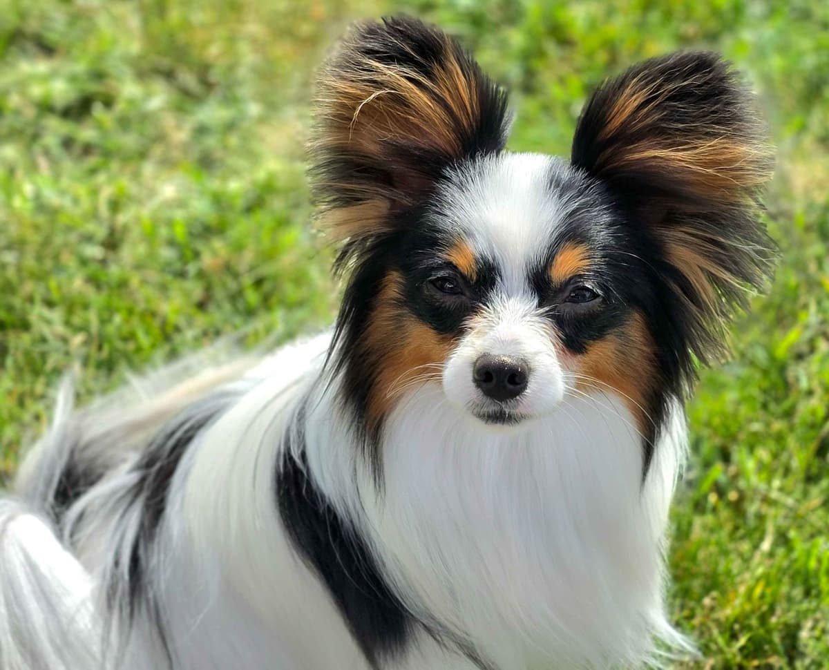 Papillon Puppies breeder image 29