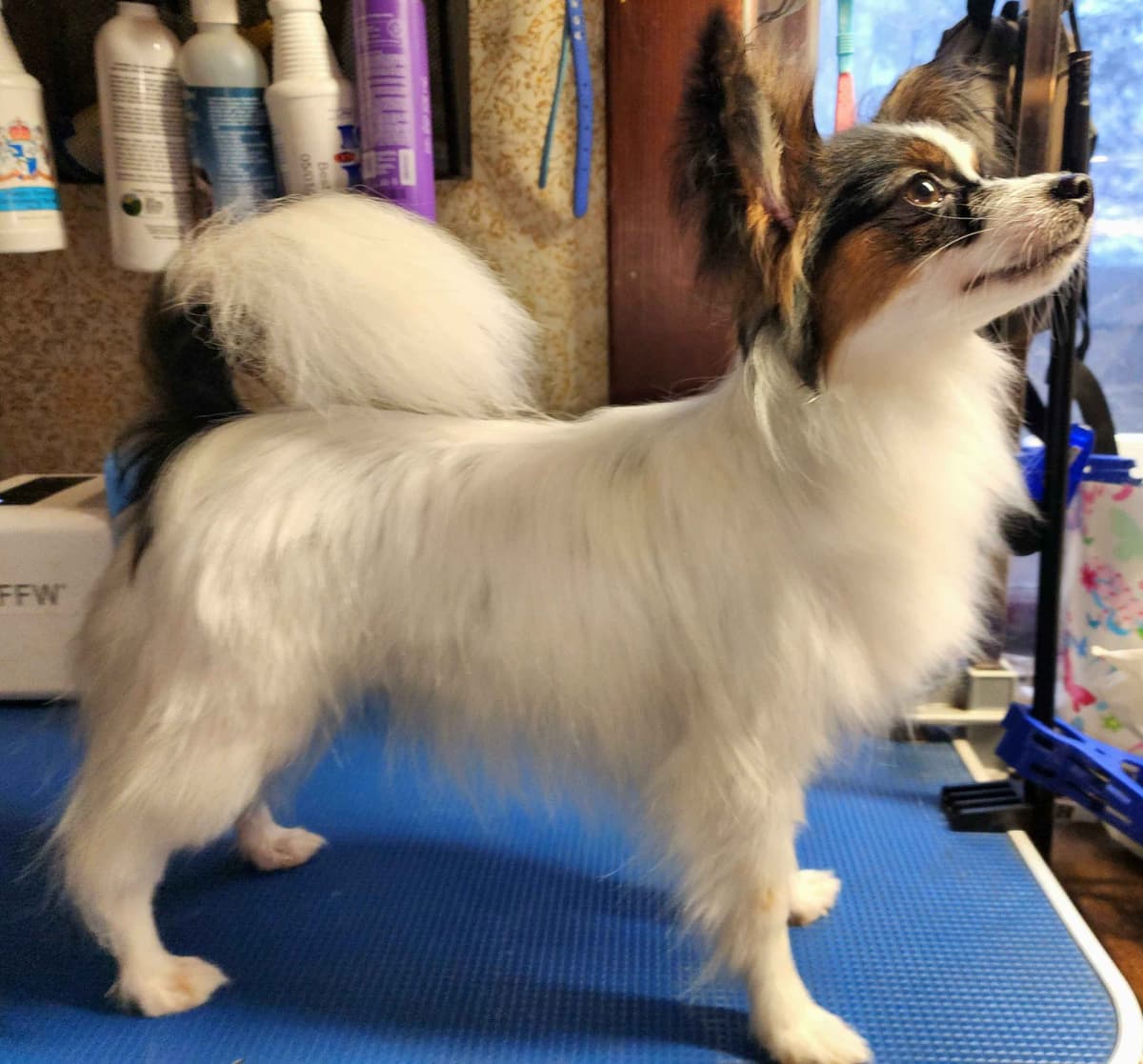 Papillon Puppies breeder image 30