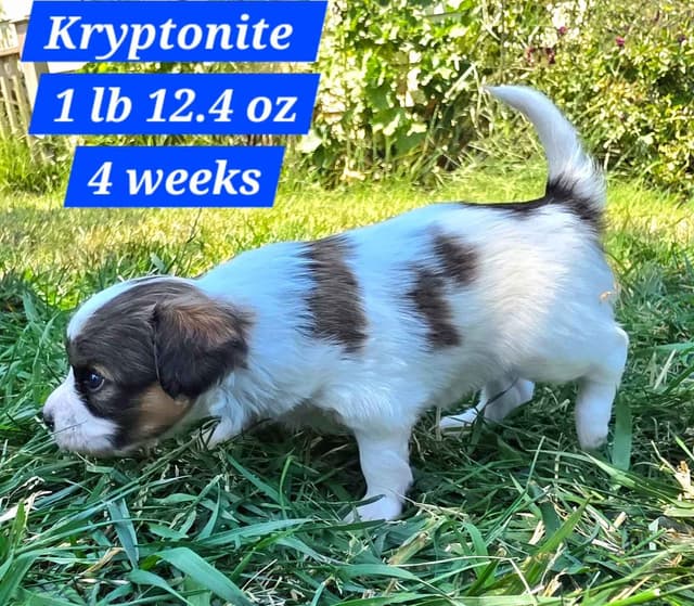 Papillon Puppies media 4