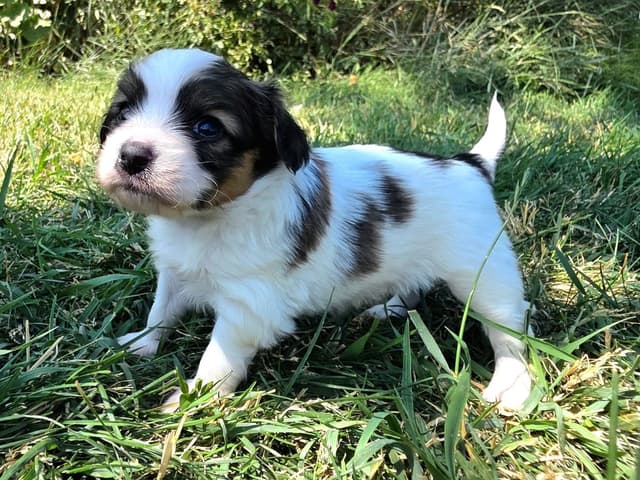 Papillon Puppies media 5