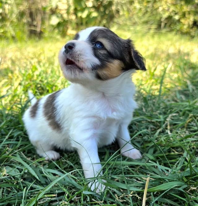 Papillon Puppies media 6
