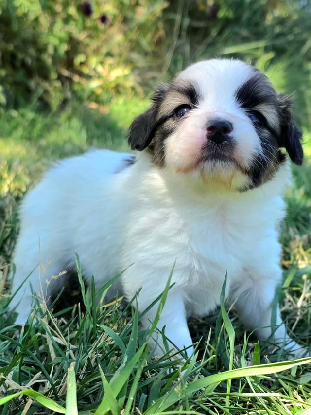 Papillon Puppies media 10
