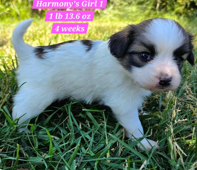 Papillon Puppies media 11